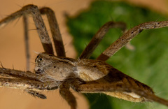 Pisaura mirabilis