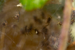Pisaura mirabilis