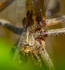Pisaura mirabilis