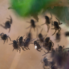 Pisaura mirabilis