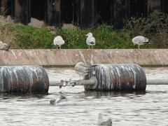 Larus argentatus