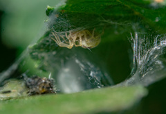 Nigma puella