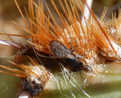 Stictomyia longicornis