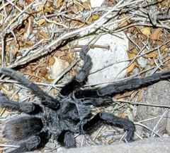 Aphonopelma gabeli