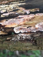 Eichleriella deglubens