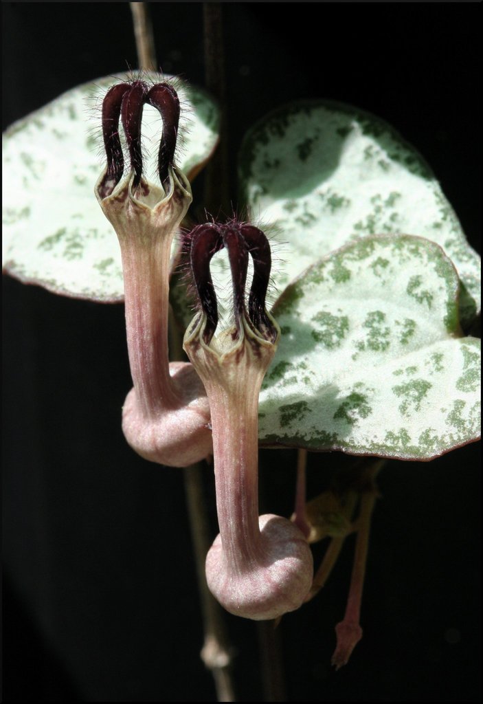 Ceropegia woodii