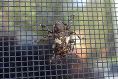 Aegomorphus quadrigibbus