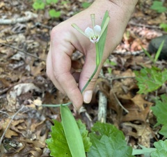 Cleistesiopsis