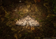 Voliba leptomorpha