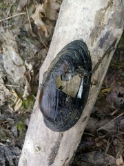 Unio elongatulus