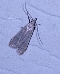 Dichomeris punctidiscellus