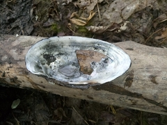 Unio elongatulus