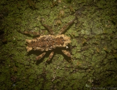Poropterus angustatus