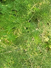 Juniperus virginiana