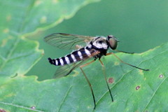 Chrysopilus ornatus