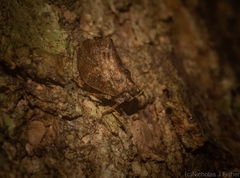 Cotylana angustifrons