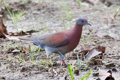 Patagioenas cayennensis