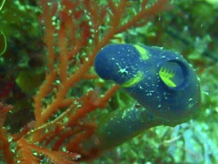 Clavelina meridionalis