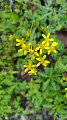Senecio taitungensis