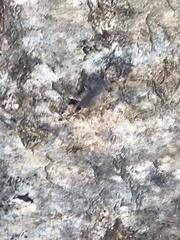 Pseudochelaria