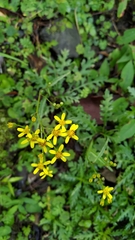 Senecio taitungensis