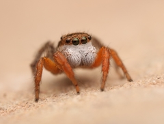 Habronattus icenoglei