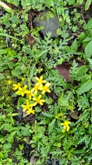 Senecio taitungensis