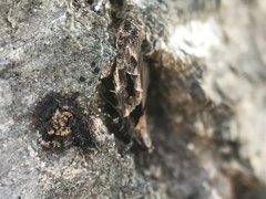 Pseudochelaria