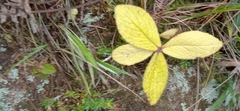 Angiospermae