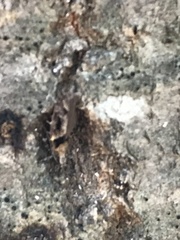 Pseudochelaria