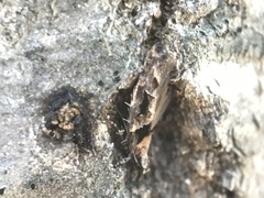 Pseudochelaria