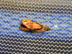 Zomaria interruptolineana