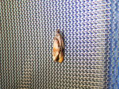 Zomaria interruptolineana