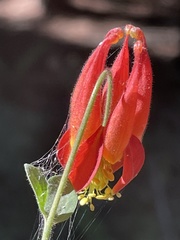 Aquilegia eximia