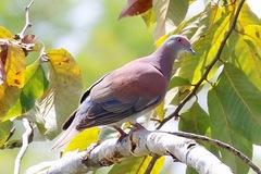Patagioenas cayennensis