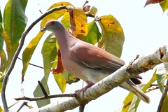 Patagioenas cayennensis