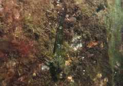 Bovichtus angustifrons
