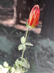 Aquilegia eximia