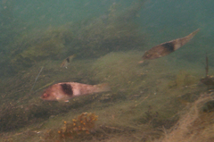 Notolabrus tetricus