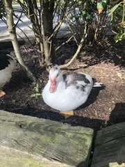 Cairina moschata domestica