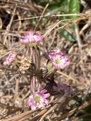 Silene scouleri