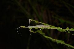 Anolis fuscoauratus