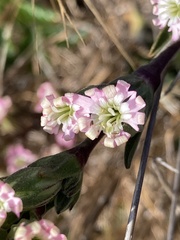Silene scouleri