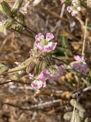 Silene scouleri