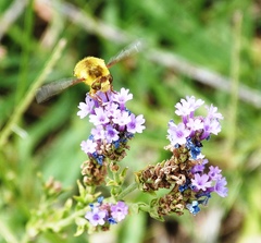 Verbena intermedia
