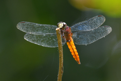 Lyriothemis