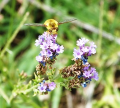 Neorhynchocephalus