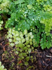 Adiantum venustum