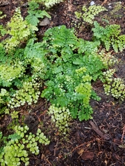 Adiantum venustum