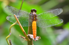 Lyriothemis